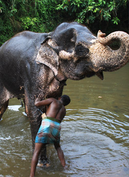 elephant care taker