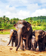 Elephants