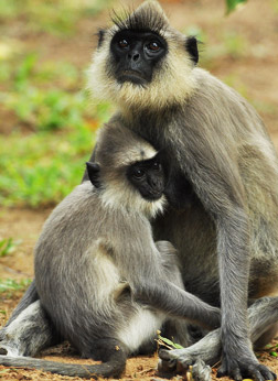 hanuman langurs