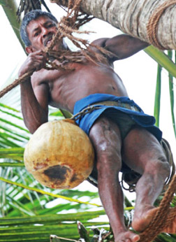 Sri Lankan village life