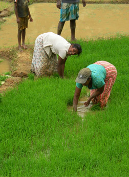 Sri Lankan village life